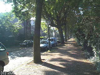 Leafy green streets of Rotterdam.
